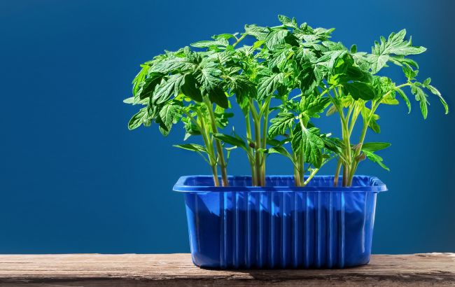 Розсада стане міцною і швидко піде в ріст: додайте всього дві ложки в ґрунт