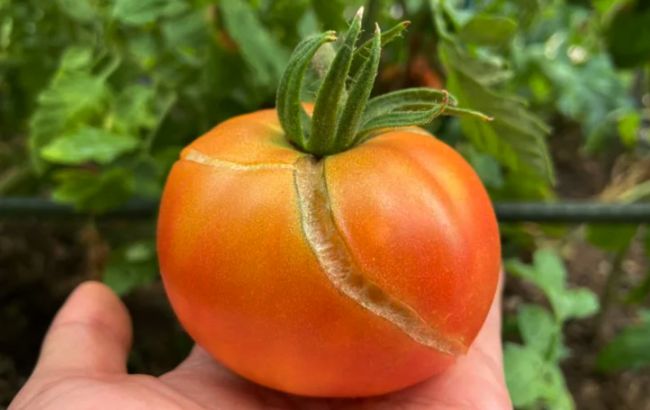 Почему трескаются помидоры при созревании и как этого избежать
