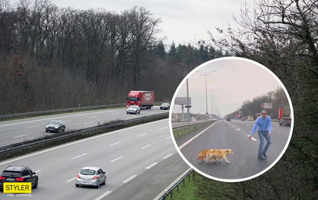 Був великий ризик: під Києвом водій допоміг собачкам перейти жваву трасу (відео)