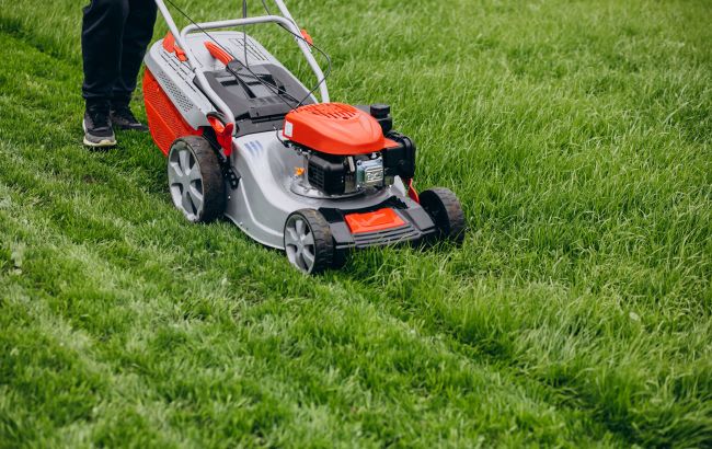 Як можна використати скошену газонну траву: 5 корисних способів
