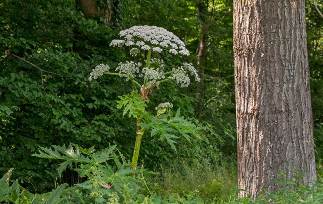 Борщевик атакует: что надо знать, чтобы избежать серьезных ожогов и аллергии
