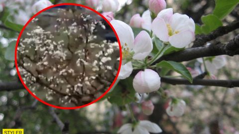 Сад посеред грудня: в Україні зацвіли яблуні