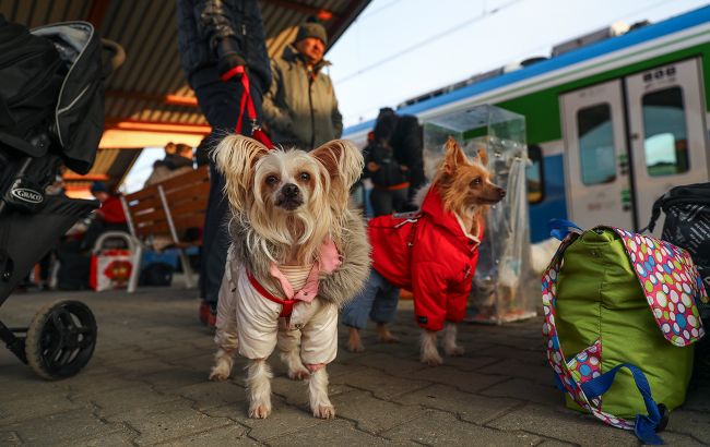 Разворачивают на границе. Украинцев с домашними животными не пускают в Польшу
