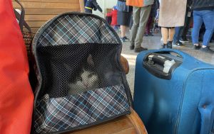 У Львові запровадили карантин через сказ у кота: що потрібно знати мешканцям
