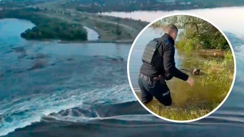 Спасатели достают из ловушек животных, пострадавших в результате подрыва ГЭС: видео спасения