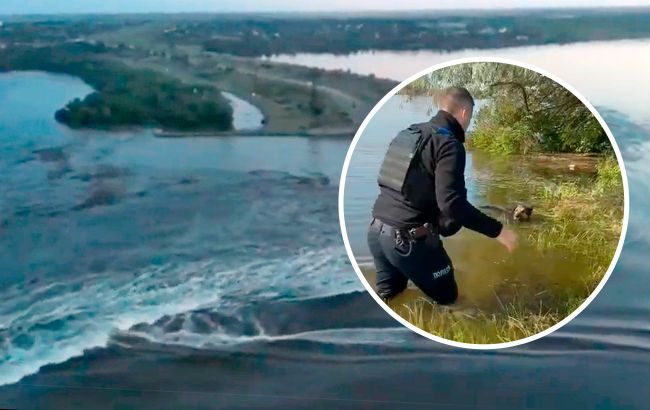 Спасатели достают из ловушек животных, пострадавших в результате подрыва ГЭС: видео спасения