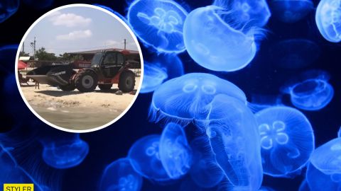 Популярный курорт на Азовском море чистят от гор медуз экскаватором: видео