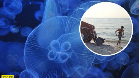 В Кирилловке обиделись на митинги из-за медуз и показали, как решают проблему (видео и фото)