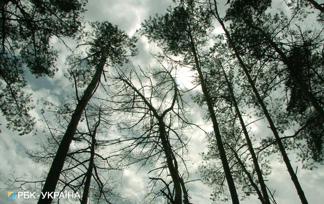 В Україні всихає майже 400 тисяч га лісу