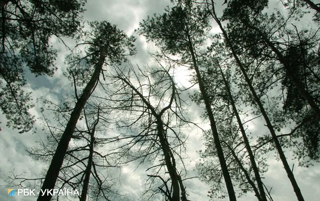 Польща може обмежити доступ у ліси через посуху