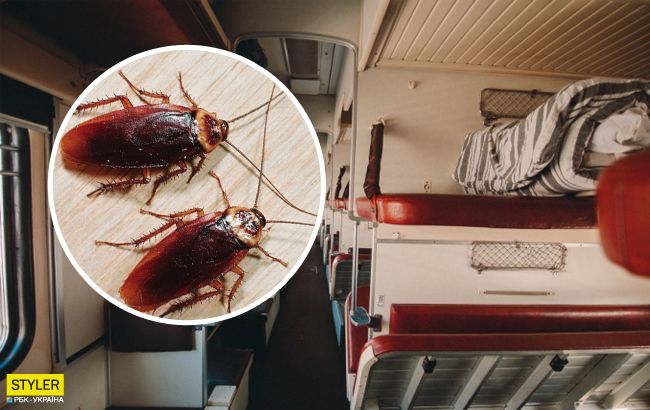 Увидели - звоните: Укрзализныця придумала способ борьбы с тараканами