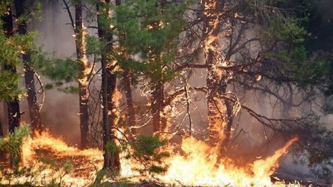 В Україні попереджають про надзвичайний рівень пожежної небезпеки