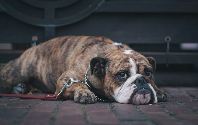 Ці шість порід собак найбільше страждають від розлуки: дресирувальниця назвала способи впоратися з проблемою