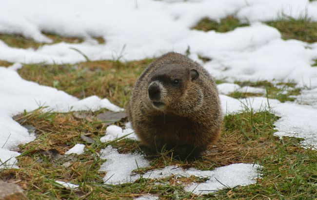 День бабака. Як з'явилося свято та чи збуваються прогнози українських "синоптиків"