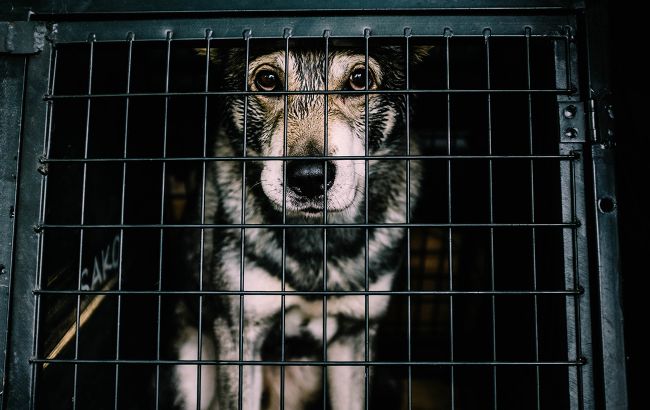 У притулку під Бородянкою врятували тварин: вижили не всі (відео)