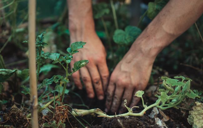 Мыльная вода для полива огорода: как правильно использовать, чтобы не погубить урожай
