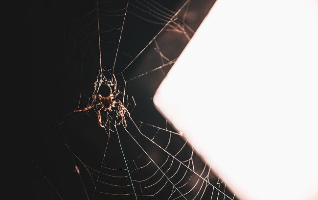 Чому в будинку з'являється багато павуків та що це може означати
