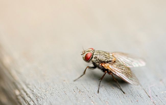 Цей дешевий засіб допоможе позбутися мух та комарів у будинку
