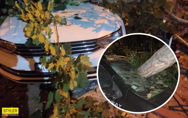 В Одесі дерево впало на припарковані машини та розчавило сім авто (фото)