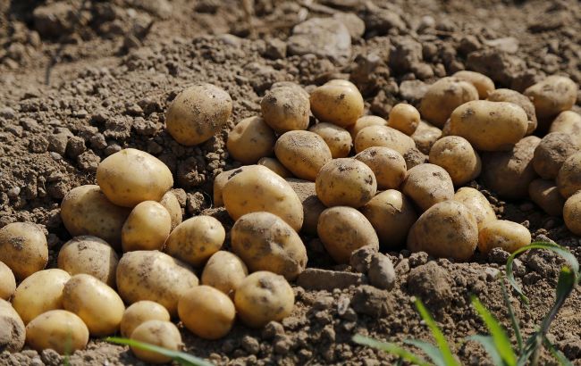 Що можна і чого не можна садити після картоплі: запам'ятайте ці рослини