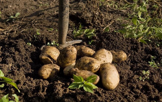 Когда копать картошку в августе