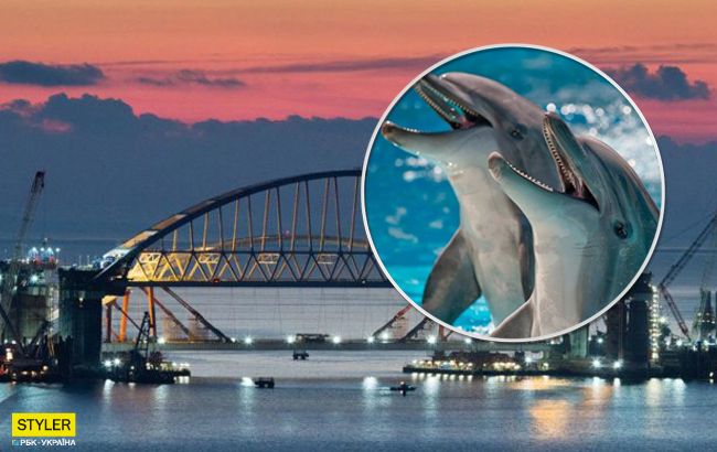 Крушение Крымского моста: экологи забили тревогу