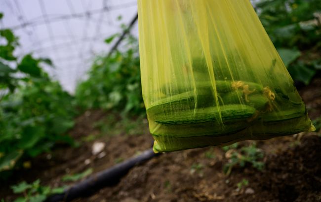 Морозы и отключения света: могут ли украинцы остаться без тепличных овощей