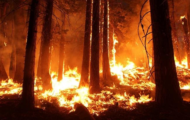 Фото: у Чилі тривають лісові пожежі
