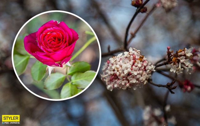 В Одесі через аномальну зиму розквітнув сад: фантастичні фото
