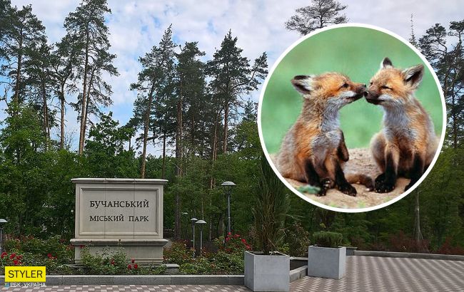 В людному парку під Києвом оселилася зграя лисиць: їдять навіть морозиво