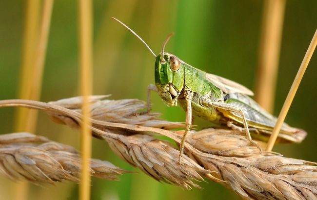 Росію атакували полчища сарани, але Кремль вирішив допомагати Африці