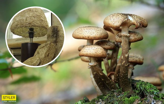 Солома перетворилася в пінопласт: українські вчені випадково створили пластик з грибів