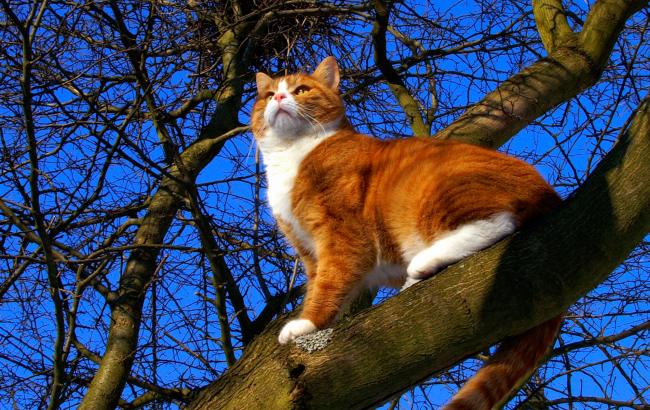 Погода на сегодня: в Украине преимущественно без осадков, температура до +12