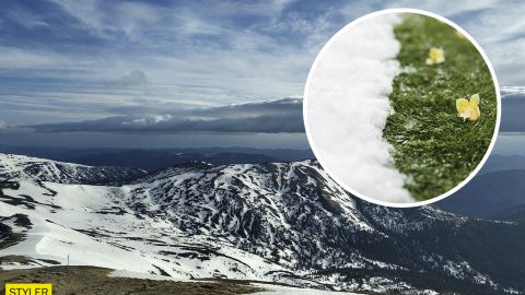 Весна в Карпатах победила зиму: в сети показали знаковое фото