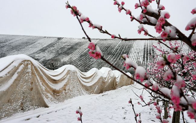 От +25 до ледяной крупы и снега: как аномальные "скачки" погоды в апреле повлияли на урожай