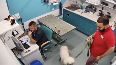 Що загрожує чоловіку, який обматюкав у ветклініці лікаря-ветерана на протезах: всі деталі скандалу