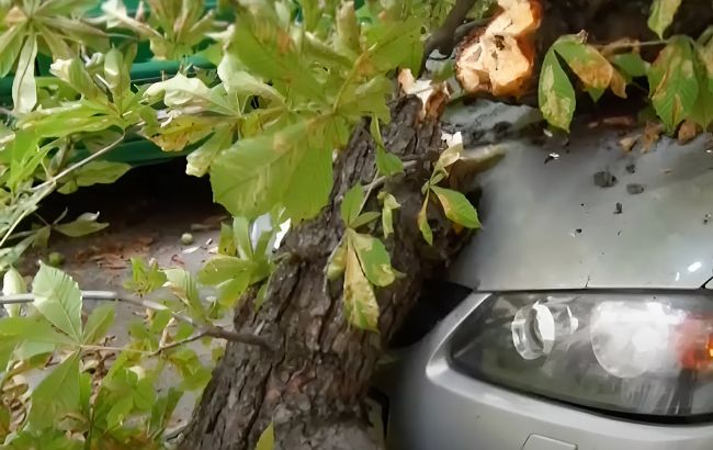 Майже 200 тисяч за пошкоджений Lexus гілкою каштана. Суд зобов'язав відшкодувати збитки