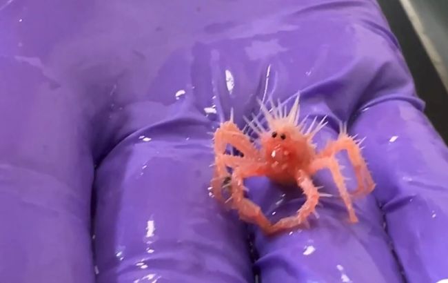 Дитинча краба приголомшило світ колючим шармом: вчені показали відео