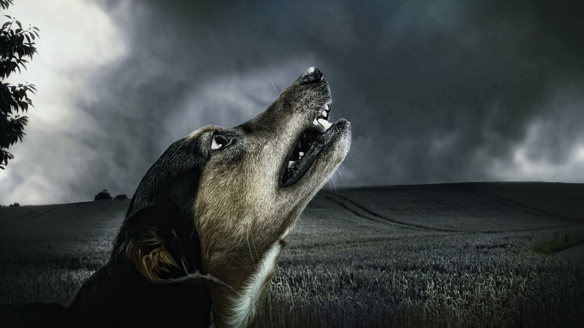 Собаки воют по этим причинам - народные приметы | РБК Украина