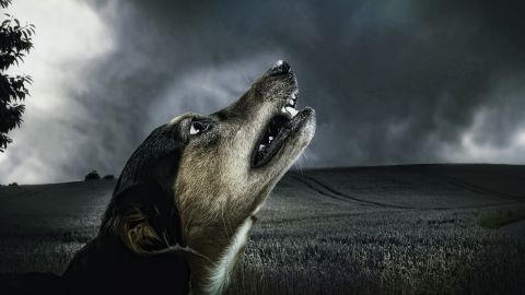 Вот почему собаки воют, и когда они действительно могут предсказать беду