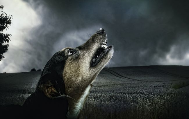 Ось чому собаки виють, і коли вони насправді можуть передбачити біду