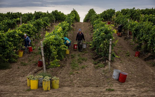 Чем подкормить виноград осенью, чтобы он дал мощный урожай в следующем году