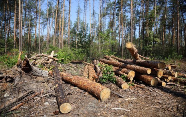 У Сумській області викрили незаконну вирубку лісу майже на мільйон гривень