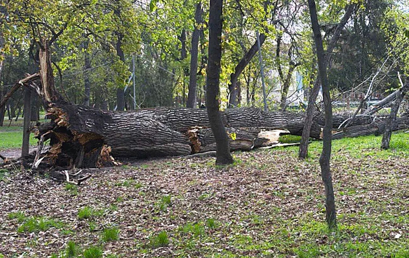 "Деревопад" і гілки на дротах: де в Україні шквальний вітер наробив біди (фото)