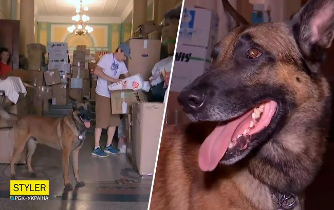 Разгружает гуманитарку и работает "психологом": в Черновцах нашли пса-волонтера (видео)