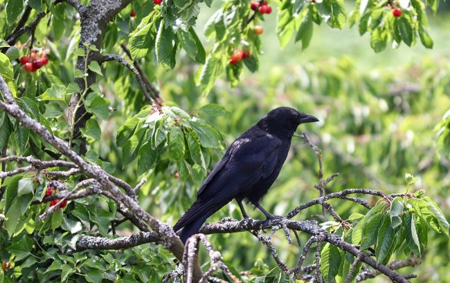 Как отпугнуть птиц от черешни или вишни: проверенные методы, которые спасут урожай