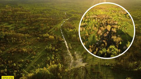 В Чернобыле показали на фото редкую птицу-невидимку: она быстро бегает