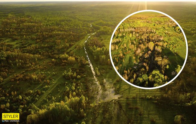 В Чернобыле показали самую крохотную птицу-хищника: весит 80 граммов