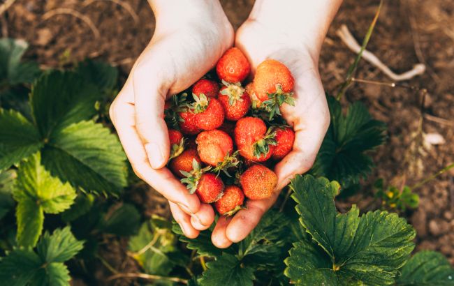 Чим підживити полуницю навесні, щоб урожаю позаздрили сусіди