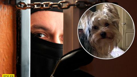 Вынесли даже собаку: дерзкое ограбление шокировало киевлян